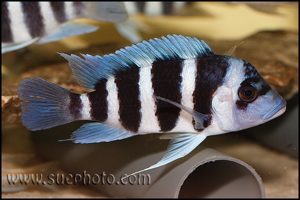 Cyphotilapia gibberosa 'Musenga'